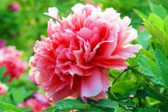 牡丹花會